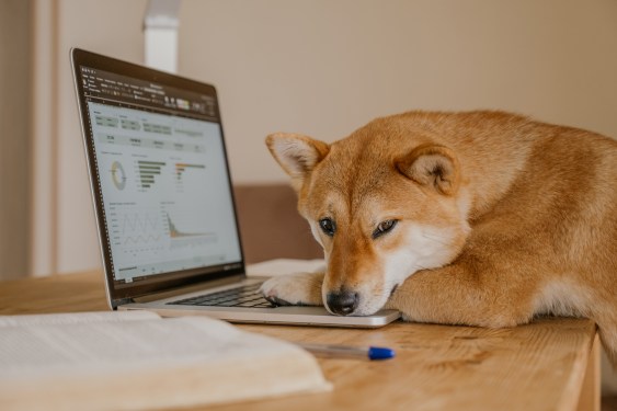 Shiba Inu works at laptop