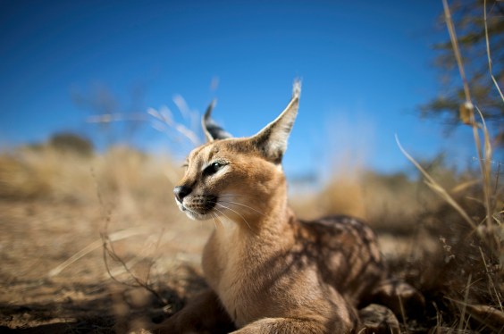 Portrait of a Caracal (Felis Caracal) laying down