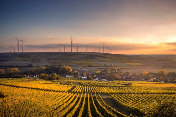 vineyard with windmills in background